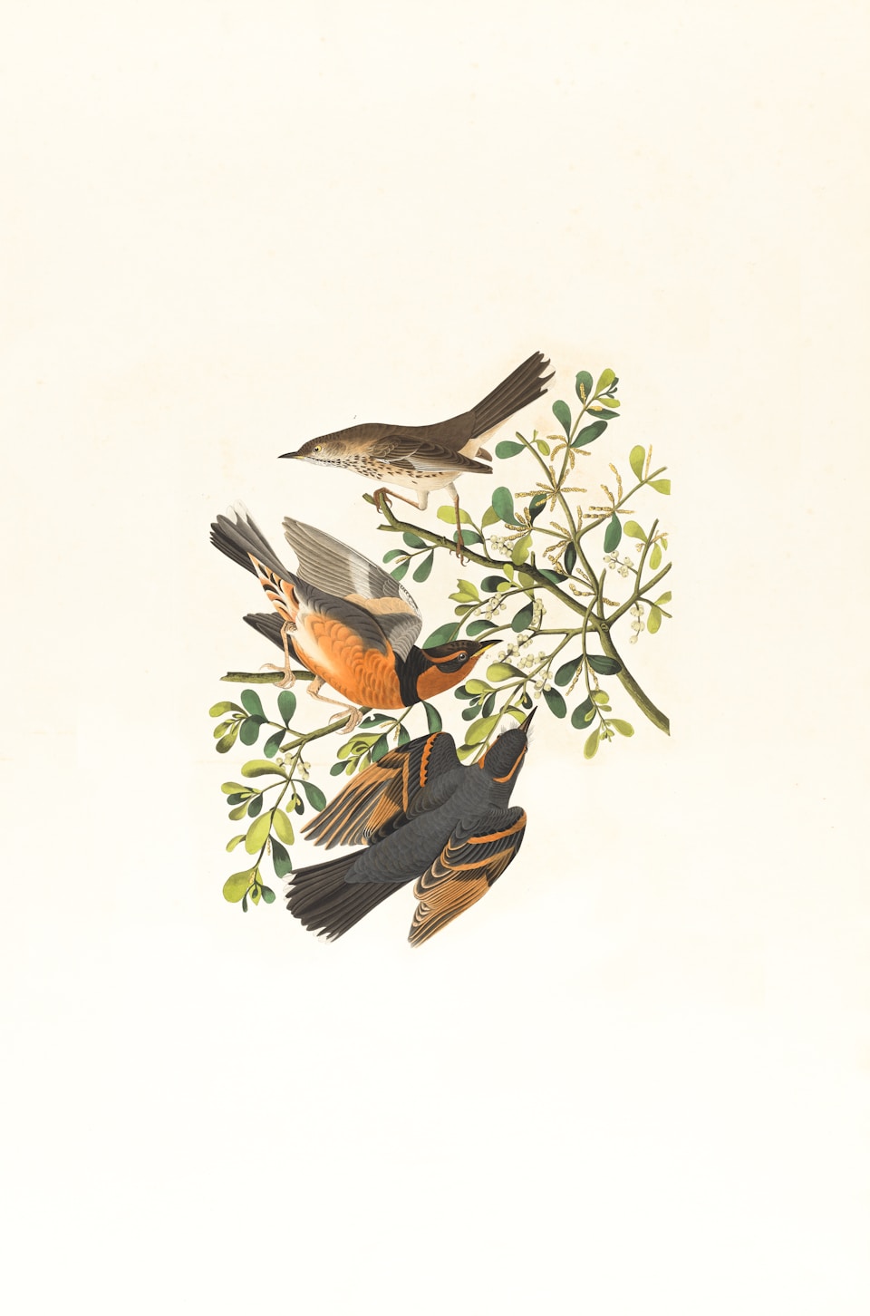 Bird